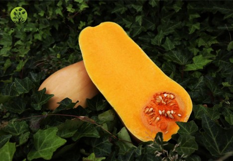 dovleac bio